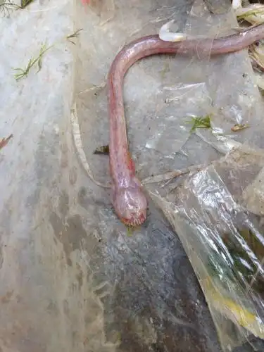 虎鱼属 odontamblyopus   无毒 鱼类 下图为 红狼牙鰕虎鱼