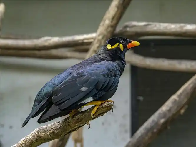 八哥和鹩哥的区别 - 懂鸟帝