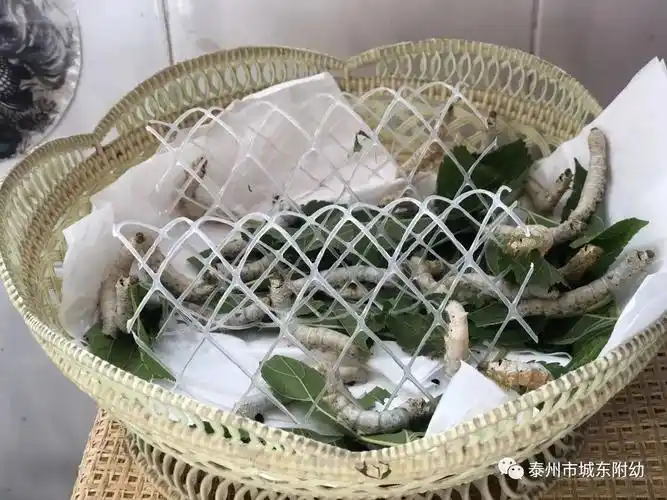 班级故事蚕宝宝上山