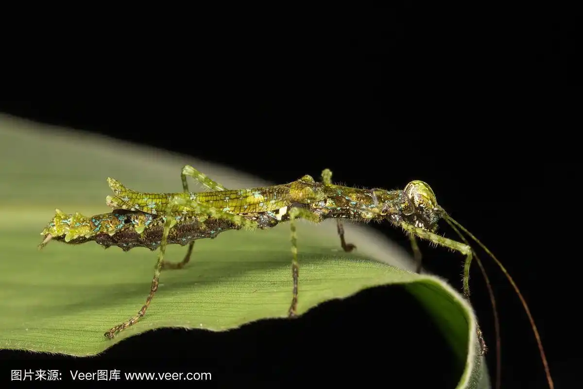 beautiful stick insect on the green leaves isolated on black