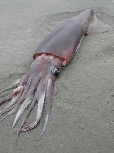 美洲大赤鱿-大型捕食性鱿鱼