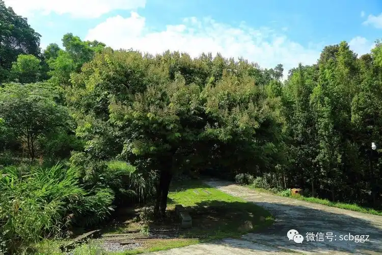 能产柴油的树东京油楠