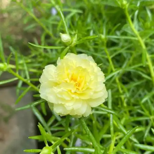 太阳花,期间就想起打了几次头,然后浇水晒太阳～ 现在已经陆续在开花