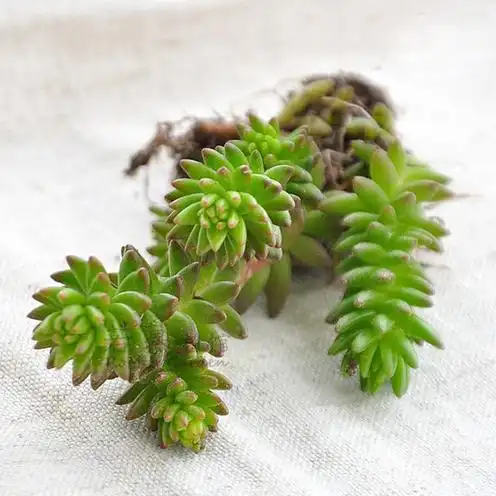 【满28元免邮】多肉植物 白花小松 进口多肉植物 防辐射 好养