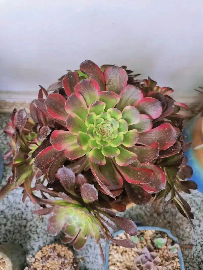 黑金刚法师:景天科莲花掌属的多肉植物,为红覆轮法师的变异的品 - 抖