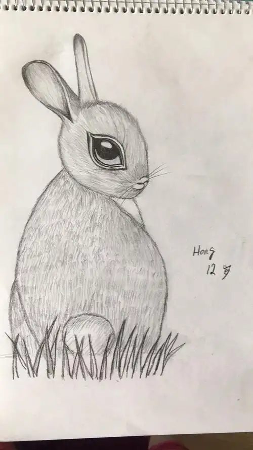 sara画室公开课优秀作品集锦 素描※ 兔子