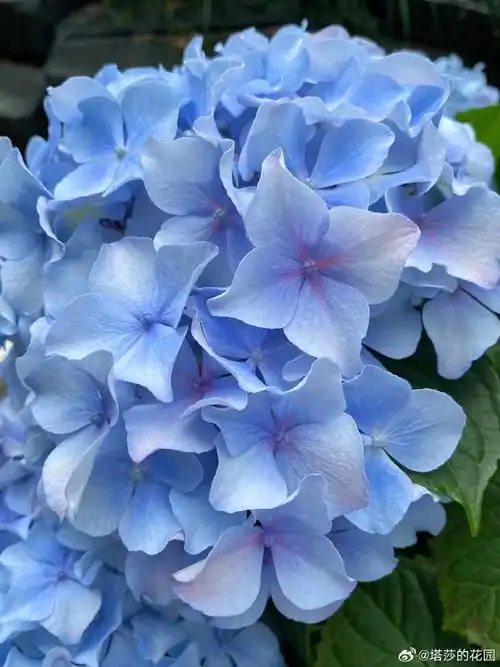 跟着大神学养花##塔莎的花园##园艺##绣球花##爱生活爱养花