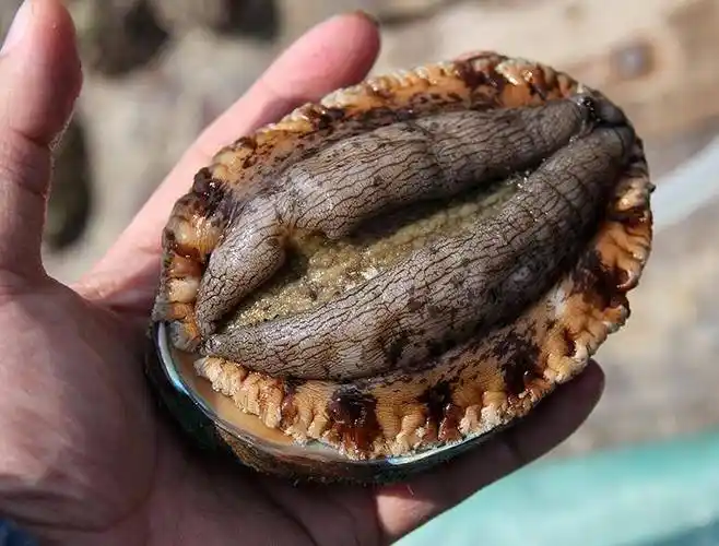 假如第一次餐厅吃鲍鱼,服务员问你要几头,这样的回答才"专业"