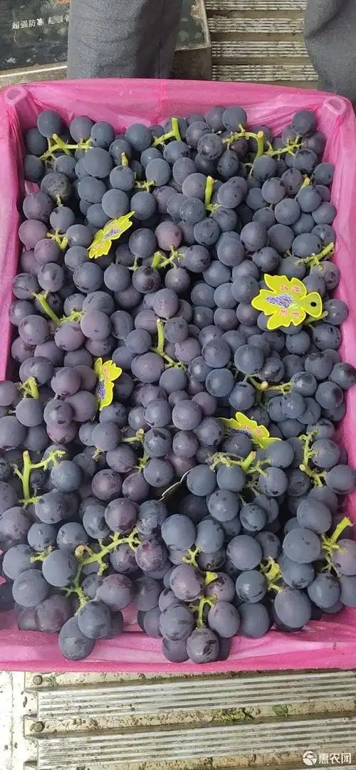 浙江巨峰葡萄