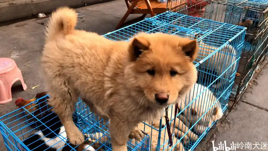 自我小时候懂狗以来,土狗之中的土松与松狮就是两种不同的狗