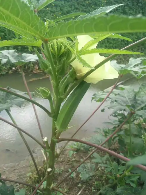 秋葵树.
