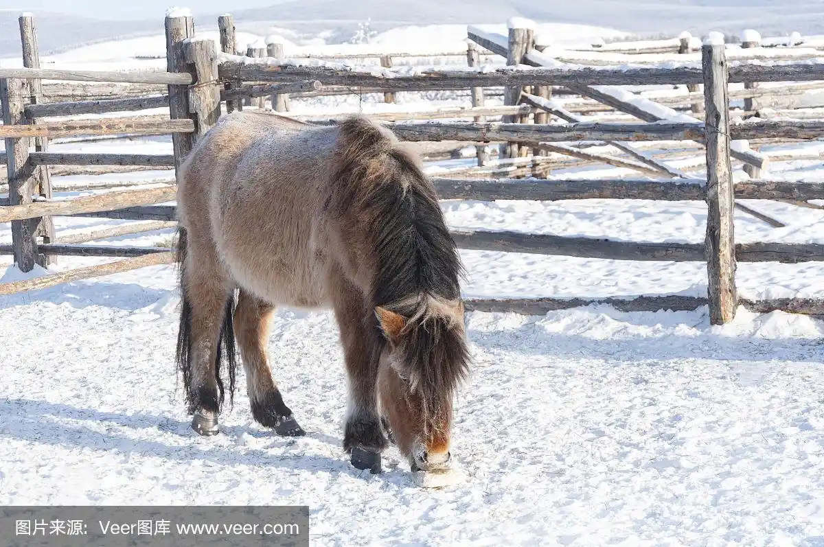 在奥伊米亚康村附近,雅库特的马在冬天的田野里吃草
