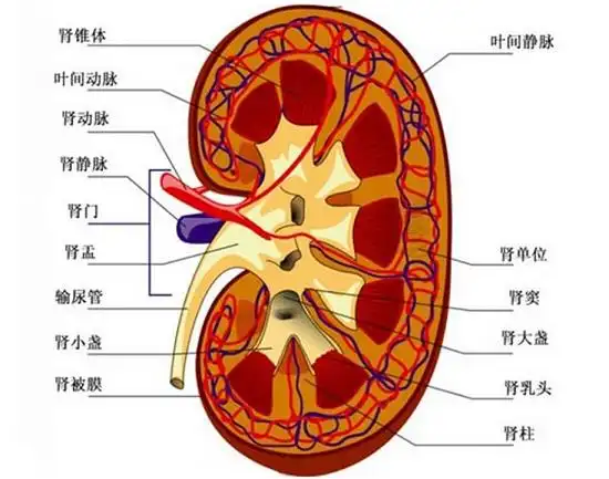 黑色食物真的能补肾吗
