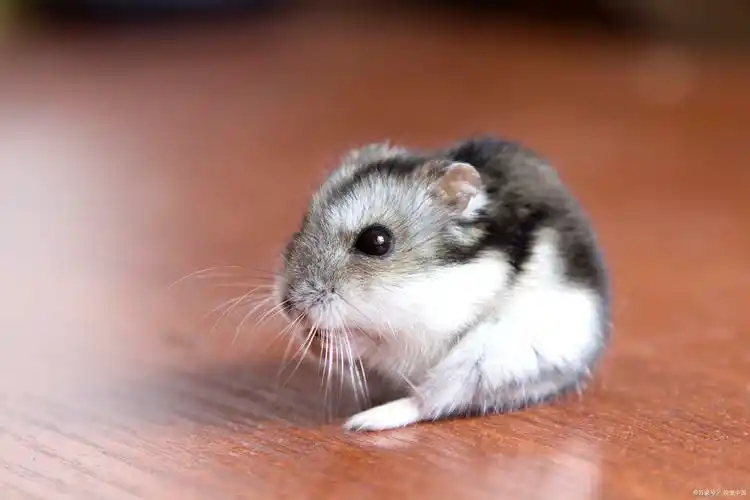 养殖仓鼠风险大环境监控技术有助于降低风险