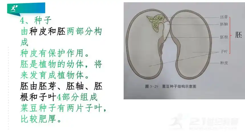 冀少版生物七年级上册136被子植物同步精讲课件19张ppt