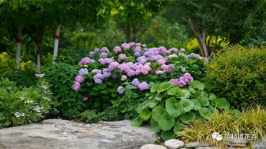 10种耐阴植物推荐,感受阴生花境的魅力