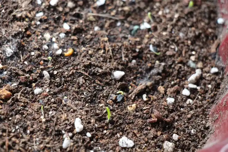 四天前播的葱籽瞬间发芽啦,嘎嘎!