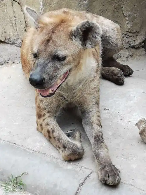 北京大兴野生动物园