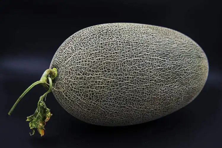 data-id="gnaoayth86">伽师瓜, a target="_blank" href="/item/新疆