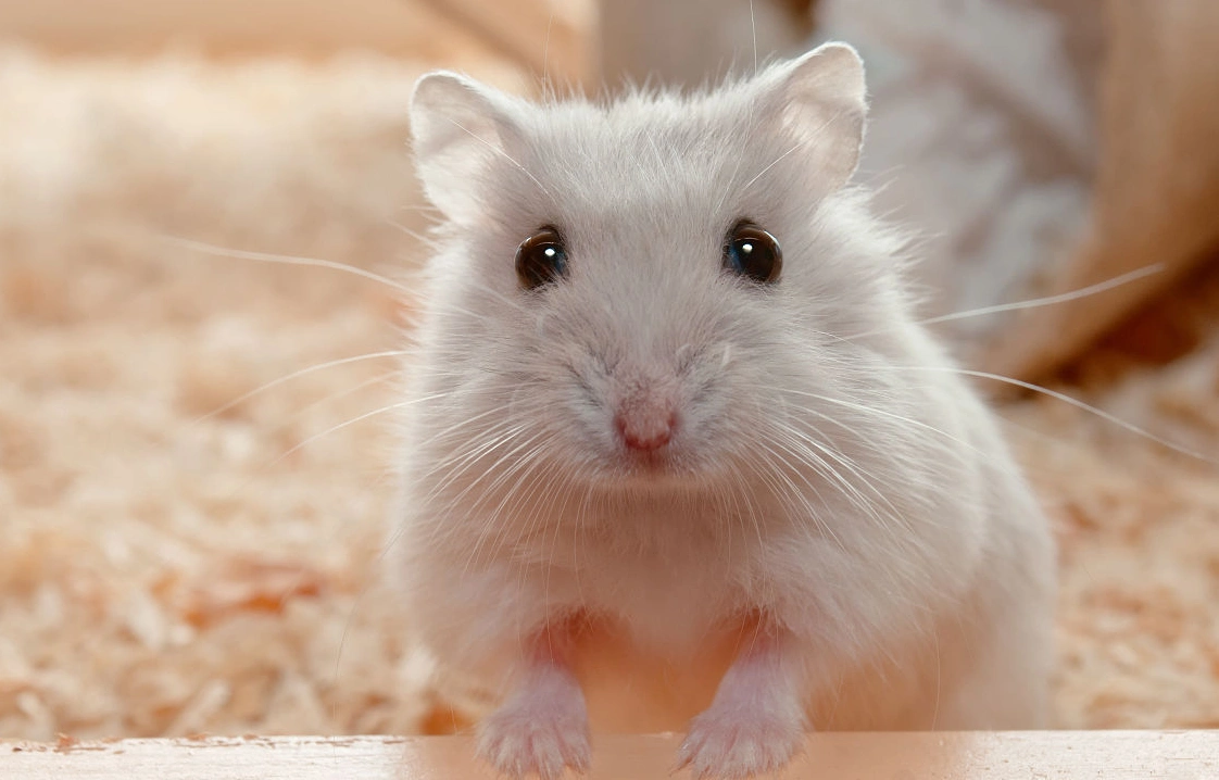 仓鼠胆子小宠主一定要小心呵护不然它们真的会被吓破胆