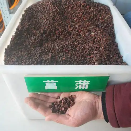 批发 黄菖蒲种子黄花鸢尾  菖蒲种子价格 提供播种资料 仟花轩图片