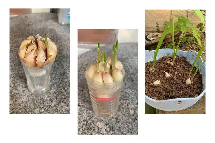 水培大蒜v s土种大蒜. 一(4)班夏俞薏大蒜观察日记