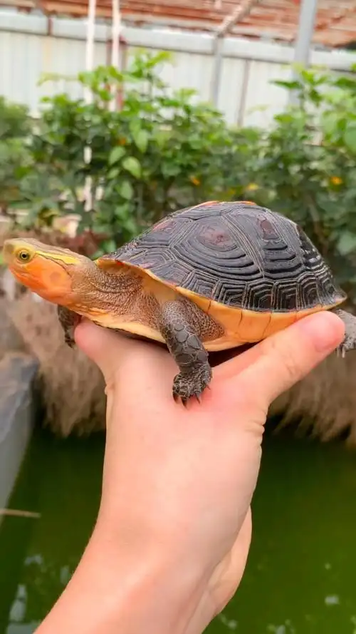 国龟之宝,精品安徽黄缘盒龟欣赏