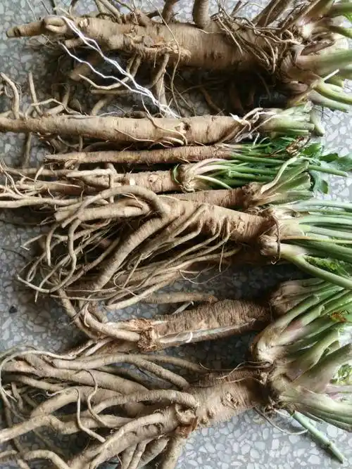 中药独活(中药独活的功效与作用及禁忌)