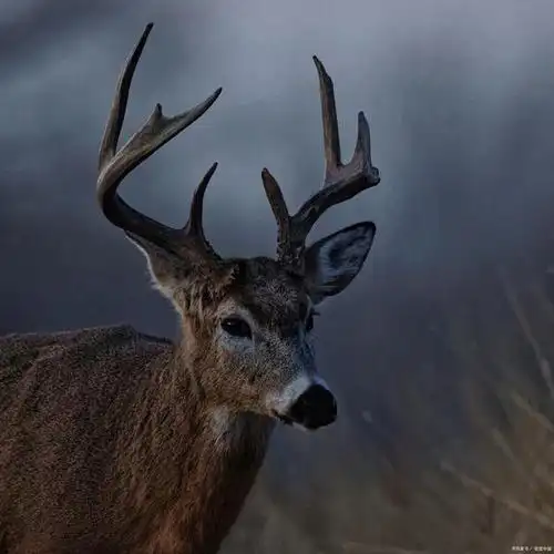 麋鹿是一种生活在北半球地区的哺乳动物