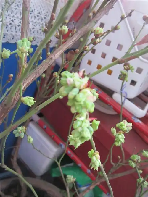 薄雾妹妹开花了年前的蓝莓花苞,鼓鼓囊囊年前还只是小小的花苞,过了个