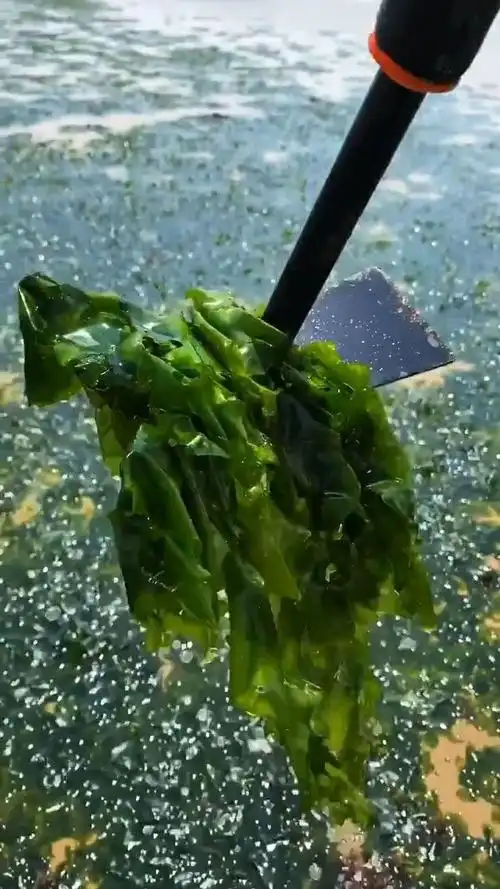 带你们来赶海,看看今天收获的海菠菜,但是这种菜不可以食用