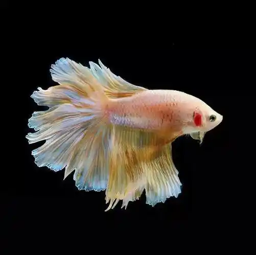 多彩的热带鱼,好漂亮啊!