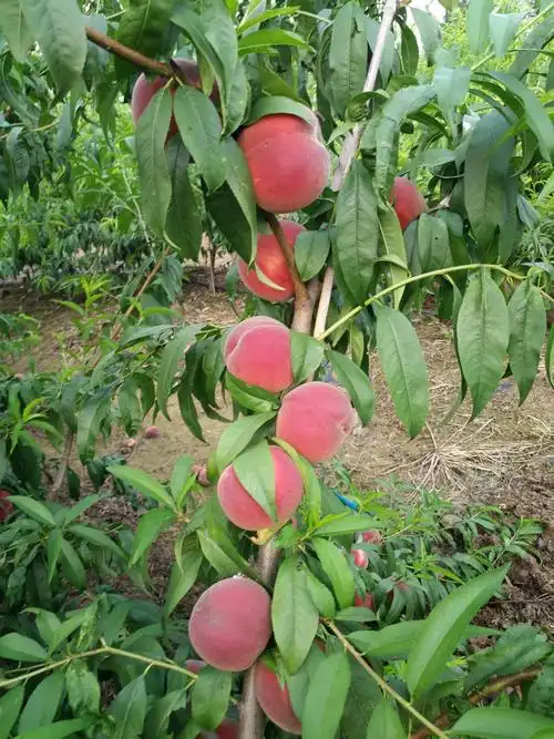 新闻咨询:桃树苗供应