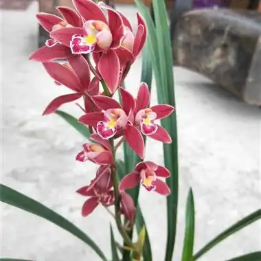 建兰红双喜9苗2芽2花苞(11月1日拍) - 中国兰花交易网