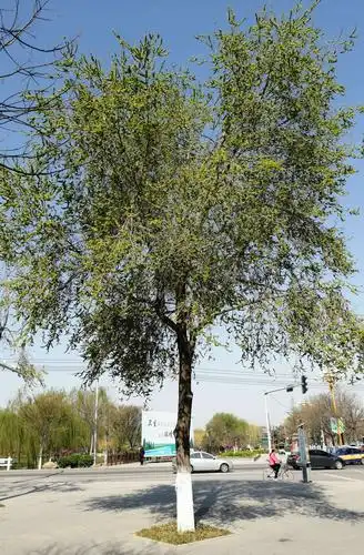 榆树情结 - 美篇