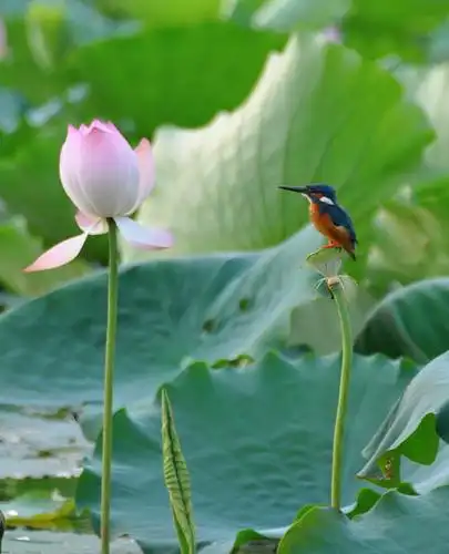 荷花和鸟的照片