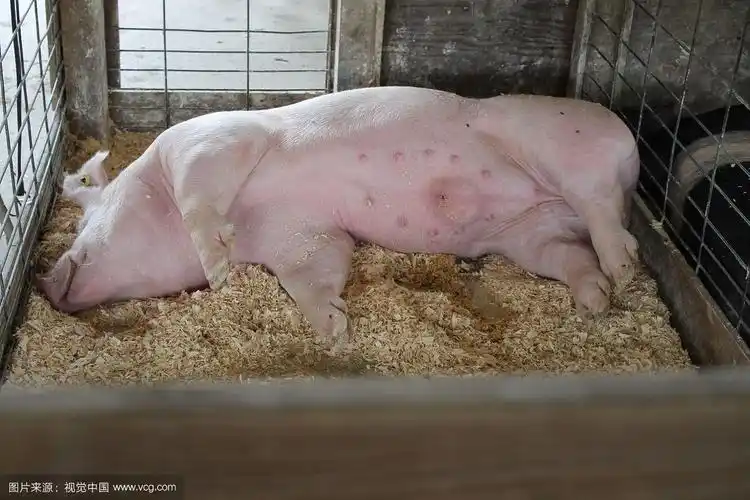 猪躺在围栏里