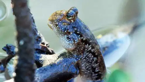 世界上最喜欢爬树的鱼,经常呆在树上,在淡水中生活就会死亡!