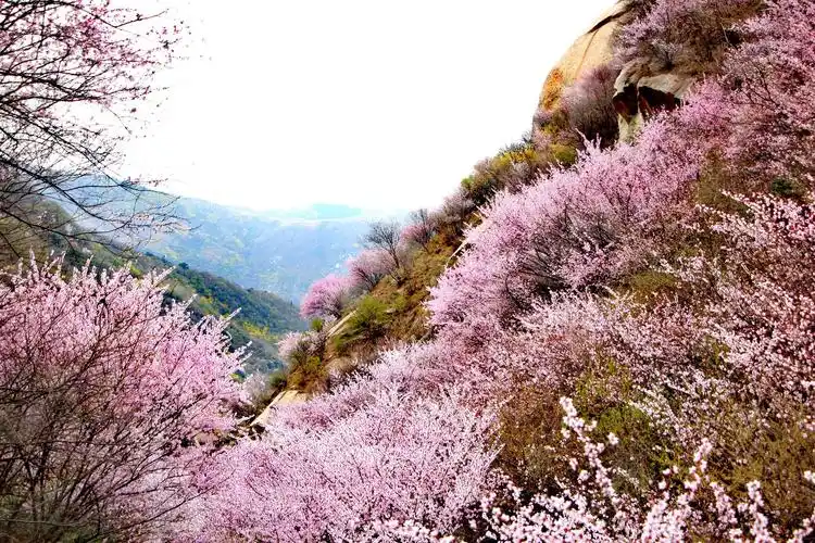 秦岭深处山桃花已盛开