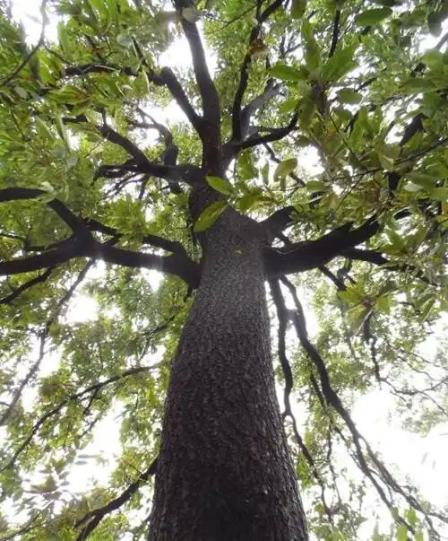 六安霍邱县宋店乡有一棵树龄200岁左右的青冈树(俗