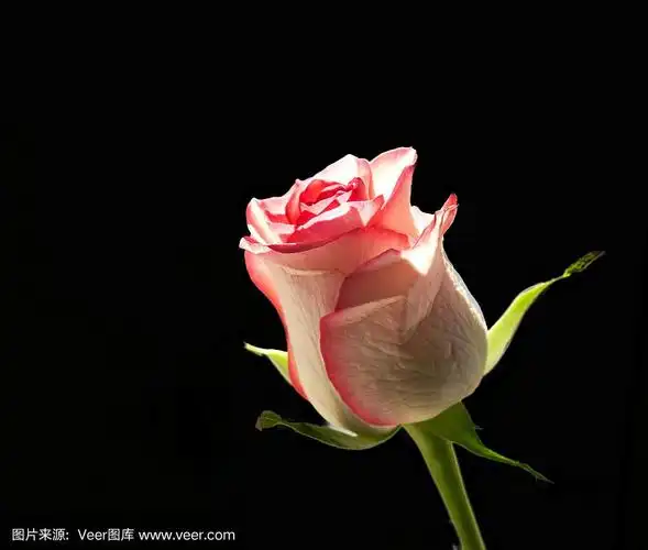 一束玫瑰花立在黑色的背景上