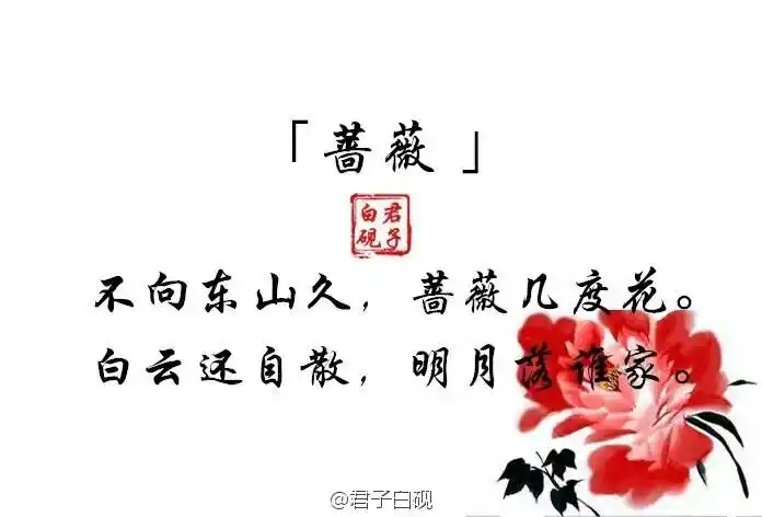 蔷薇花语诗词系列