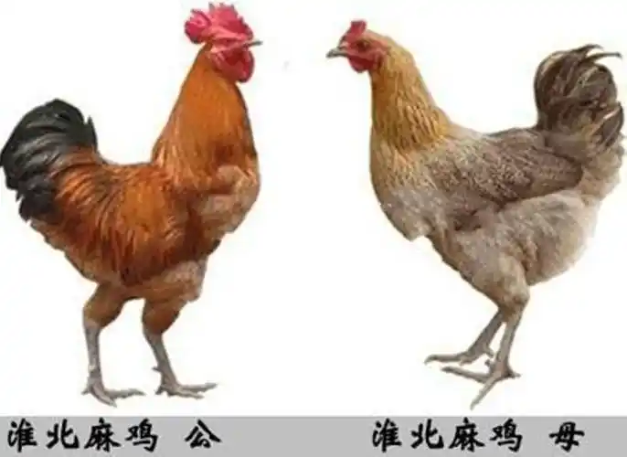 p>淮北麻鸡(徽香源烧鸡等符离产烧鸡就是以该鸡作为原材料)鸡属蛋肉