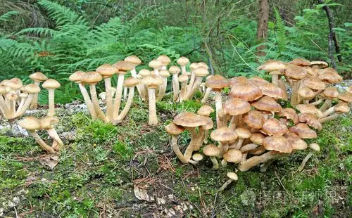 蘑菇生长在躺着的白桦树干上的秋天蜂蜜木耳