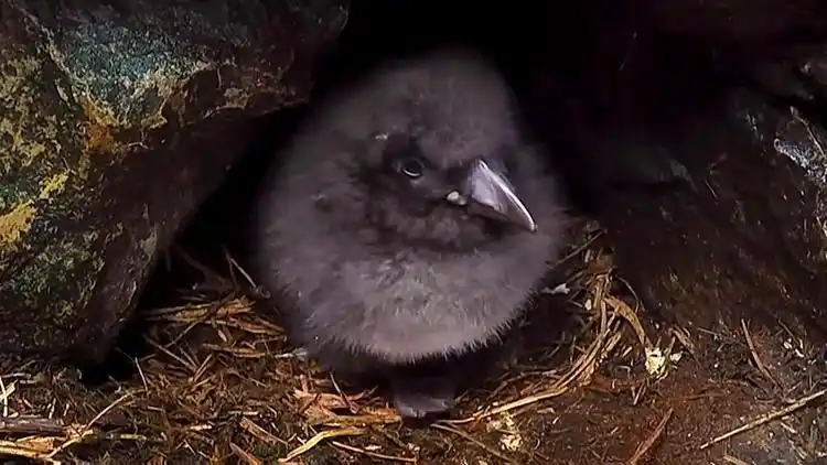 海陆空三栖的鸟,可潜入大海米抓鱼,憋气长达分钟,常被