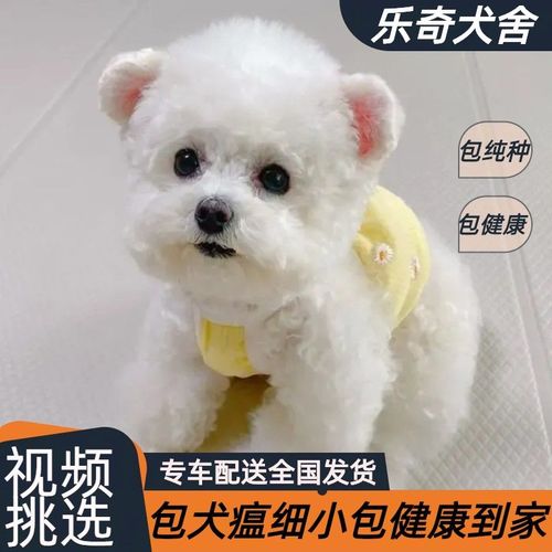 正宗纯种比熊幼犬小型犬纯血统2个月比熊成年比熊犬犬舍直发