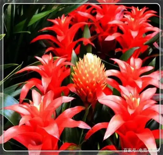 鸿运当头,叶绿花红,算得上是一种比较吉利的花卉了,色彩丰富,有大红