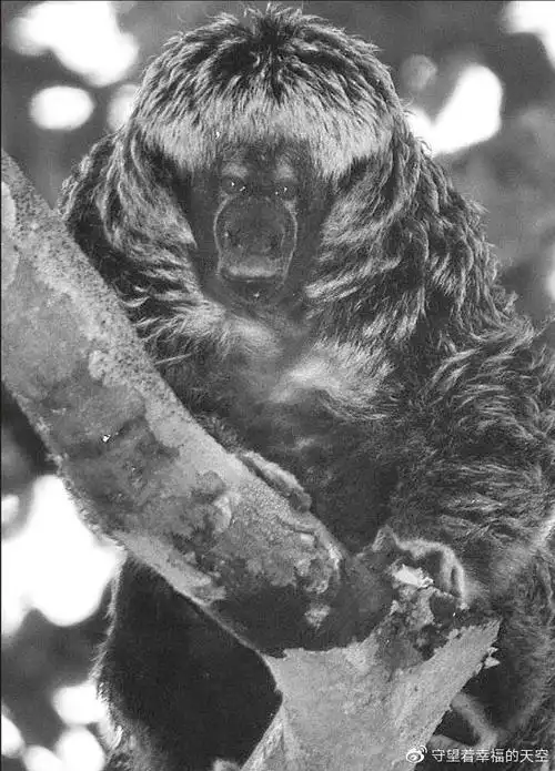 史前非洲小猴怎么到达了亚马逊雨林?科学家:搭一坨植物漂洋过海