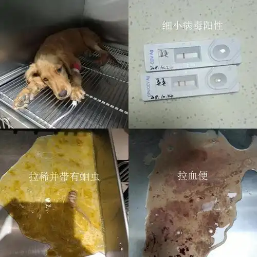 犬细小病毒病