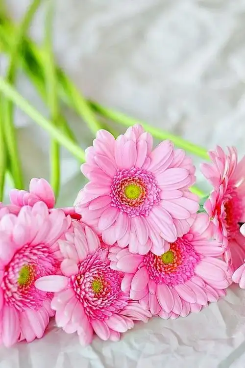 繁花似锦 唯美图片